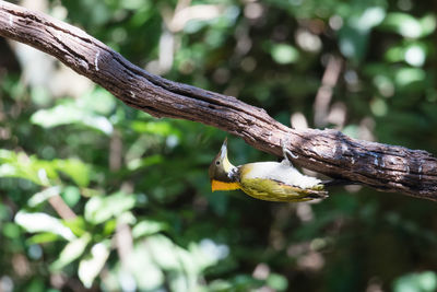 Close-up of bird perching on tree