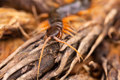 North borneo centipede rainforest rain forest wildlife chilopoda giftig gifttier