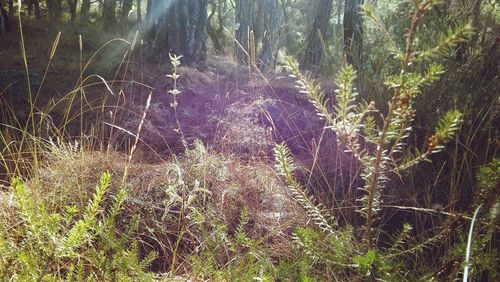 Scenic view of forest