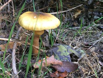 Close-up of mushroom growing on field in forest