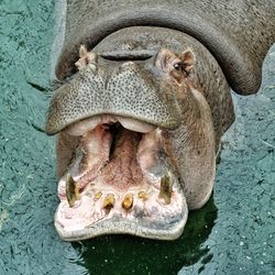 Close-up of lion in water