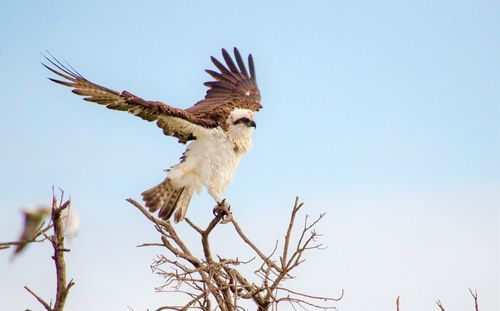 Low angle view of eagle flying against sky