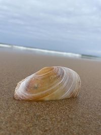 Close-up of seashell on beach