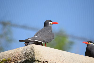 Close-up of bird perching on retaining wall against sky