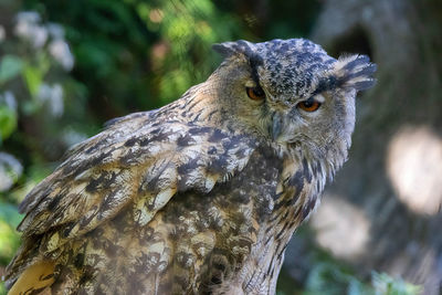 Close-up portrait of a owl