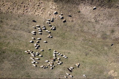 High angle view of crab on land