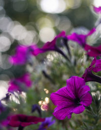 Close-up of purple flowers blooming outdoors