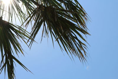 Low angle view of palm tree against clear blue sky