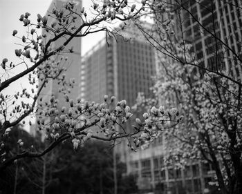 Trees in front of building