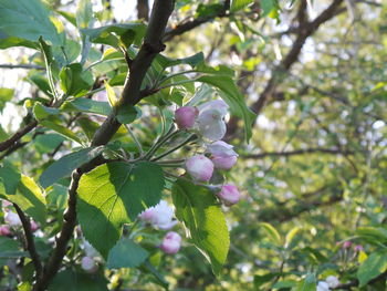 Low angle view of blooming tree