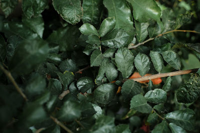 Full frame shot of leaves