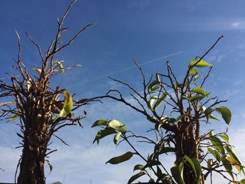 Low angle view of tree against sky