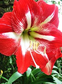 Close-up of red hibiscus blooming outdoors