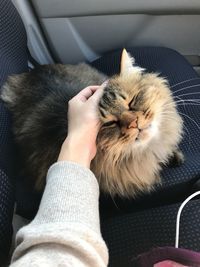 Close-up of cat sleeping in car