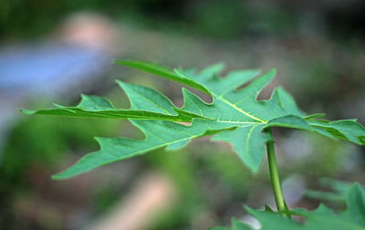 Close-up of green leaves on land