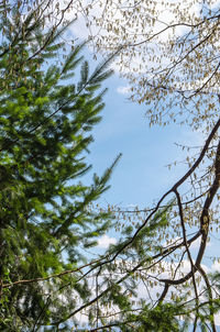 Low angle view of trees against sky