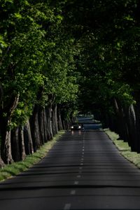View of trees along road