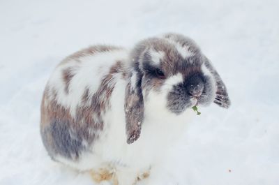 Close-up of an animal