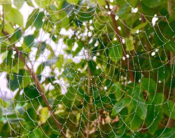 Close-up of wet spider web on plants