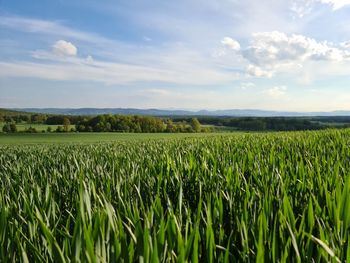 Scenic view of agricultural field against sky