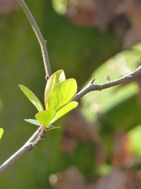 Close-up of insect on plant