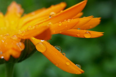 Close-up of raindrops on yellow flower