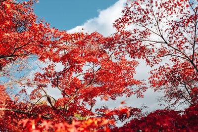 Low angle view of red flowering tree against sky