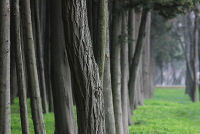 View of trees on field