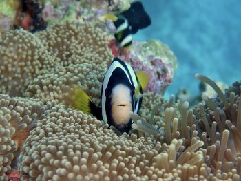 Clownfish in anemone