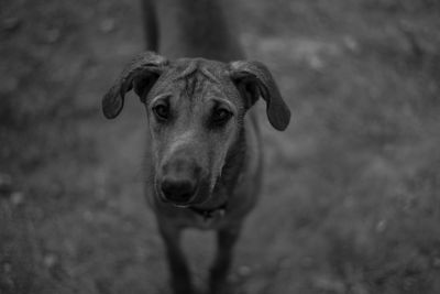 Portrait of dog standing outdoors