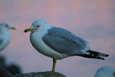 Close-up of bird perching against sky