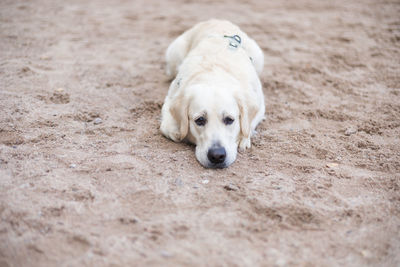 Portrait of puppy relaxing on sand