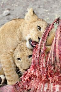 Lion cubs eating dead animal meat