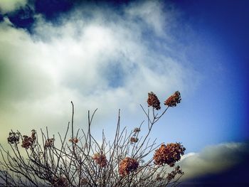 Low angle view of trees against sky