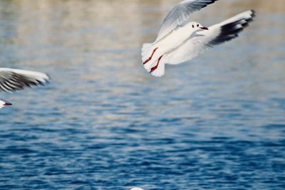 Seagulls flying over sea