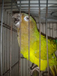 Close-up of parrot in cage