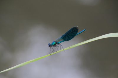 Close-up of damselfly perching on leaf against blurred background