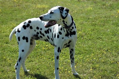 Portrait of a dog on field