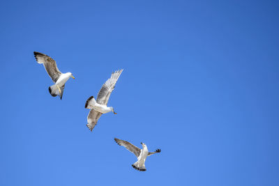 Seagull with prey soars in clear sky. other two gulls are trying to take away the meat. copy space.