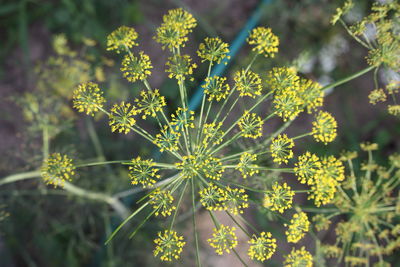 Close-up of flowering plant