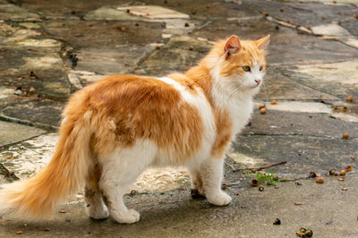 Cat looking away on field