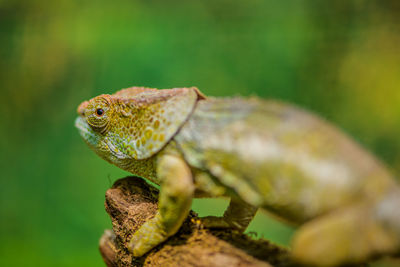 Close-up of lizard