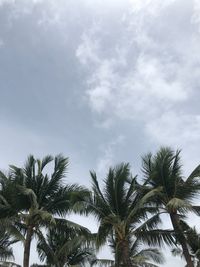 Low angle view of palm trees against sky