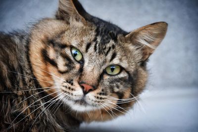 Close-up portrait of tabby cat