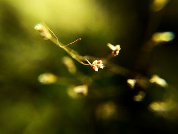 Close-up of plant