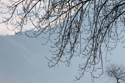 Low angle view of bare trees against sky