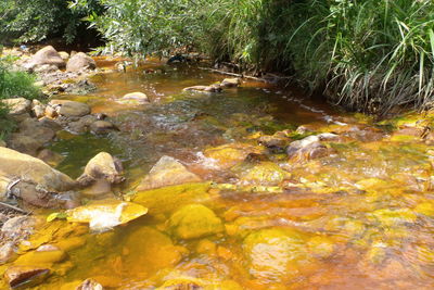 River amidst trees