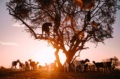 Low angle view of goats on tree against sky during sunset