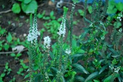 Close-up of flowering plant in forest