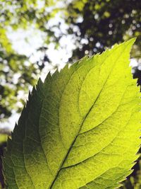 Low angle view of fresh green leaf against sky